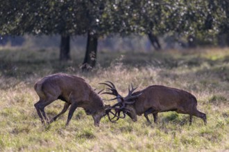 Red deer (Cervus elaphus), rutting fight of two capital stags in a meadow, Zealand, Denmark, Europe