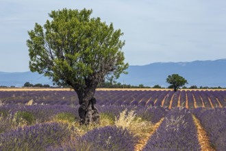 Trees in a lavender field, flowering true lavender (Lavandula angustifolia), near Puimoisson,