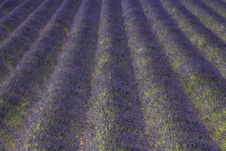 Lavender field, flowering true lavender (Lavandula angustifolia), near Puimoisson, Plateau de