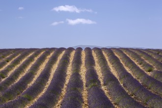 Lavender field, flowering true lavender (Lavandula angustifolia), near Valensole, Provence,