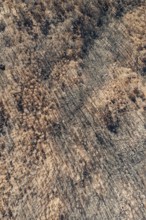 Burned Stone or Umbrella Pines (Pinus pinea) after a forest fire, aerial view, drone shot, Sierra