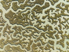 Network of channels and streams at low tide, in the marshland of the Bahía de Cádiz, aerial view,