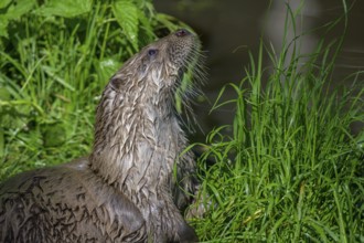 Young otter, UnterWasserReich, Schrems, Lower Austria, Austria, Europe