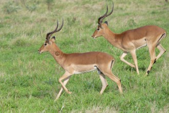 Two Impalas (Aepyceros melampus melampus) running in the savannah, Kwazulu Natal Province, South