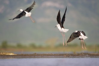 Flying Black-winged stilts (Himantopus himantopus), Kwazulu Natal Province, South Africa, Africa