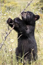 American black bear (Ursus americanus), young, 6 months