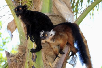 Black lemurs (Eulemur macaco), pair, Nosy black lemur, Madagascar, Africa