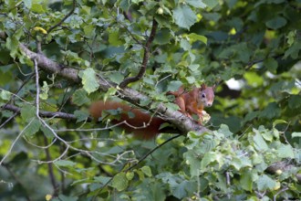 Eurasian red squirrel (Sciurus vulgaris) in Haselstrauch, Lower Saxony, Germany, Europe