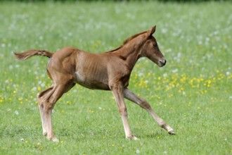 English thoroughbred, foal, lateral