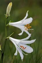 White funnel lily (Paradisea liliastrum), White paradise lily, Alpine paradise lily, Affodil