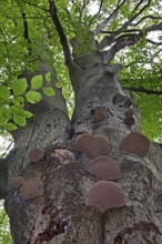 Tinder fungi (Fomes fomentarius) (Polyporus fomentarius) growing on tree trunk in forest