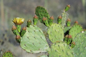 Engelmann's prickly pear (Opuntia engelmannii), cow's tongue cactus, Texas prickly pear in flower