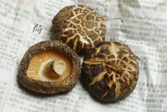 Shitake mushrooms, dried, on Chinese newspaper, Shiitake (Lentinus edodes) Shitake, medicinal