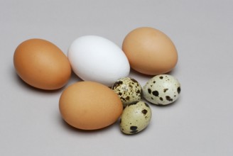 Quail eggs and hen's eggs, quail egg, hen's egg, hen's eggs, comparison