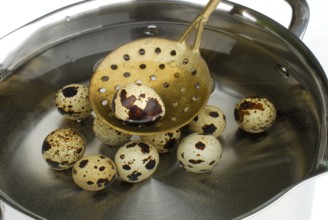 Cooking quail eggs, quail egg, pot, ladle