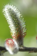 Goat willow (Salix caprea) male willow catkin, willow catkin