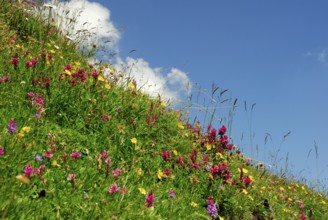 Flower meadow with alpine flowers, alpine flora, Bern, Switzerland, Europe