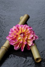 Dahlia 'Carribean Fantasy' on bamboo cane (Dahlia hybrida)