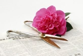 Camellia blossom (Camellia japonica) and scissors on newspaper (Theaceae), Camellia