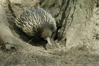 Short-beaked Echidna (Tachyglossus aculeatus), Australia, Schnabeligel, Australien, eierlegende