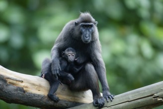 Sulawesi Crested Black Macaques (Macaca nigra), female with young, Schopfmakaken, Weibchen mit