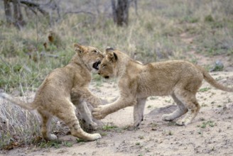 African Lions (Panthera leo), cubs, Sabi Sand Game Reserve, South Africa, cub, Africa