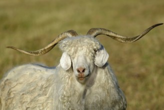 Domestic goat, Australia, Angora goat, Goat, Goats, Oceania