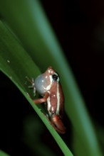 Poison Arrow Frog, calling (Epipedobates tricolor) (Dendrobates tricolor)