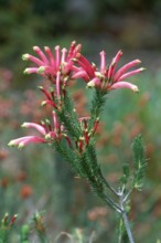 Heather, South_Africa (Erica fascicularis)