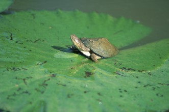 Helmeted Turtle (Pelomedusa subrufa), South_Africa