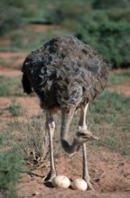 South african ostrich (Struthio camelus australis), female at nest with eggs, South Africa, Africa