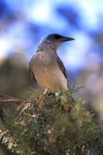 Gray-breasted Jay, Sonora Desert, Arizona, USA (Aphelocoma ultramarina), Mexican Jay