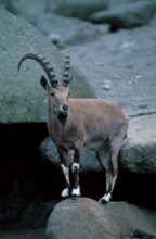 Nubian ibex, male (Capra ibex nubiana), asia, mammals, ungulates (cloven-hoofed animals), wild