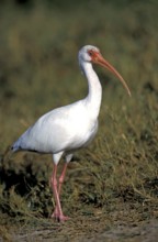 White american white ibis (Eudocimus albus), Florida, USA, North America