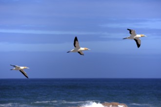 Cape gannet (Morus capensis), Lambert's Bay, South Africa (Sula capensis)