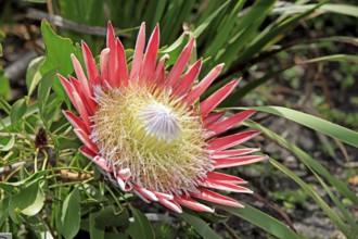 King protea (Protea cynaroides), Betty's Bay, South Africa, Africa