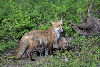 American red fox (Vulpes vulpes fulva), female and young, 10 american red fox