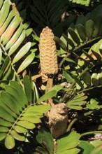 Poplar plant (Zamia furfuracea)