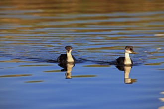 Western grebe (Aechmophorus occidentalis), California, grebe, USA, North America