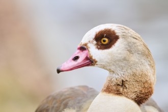 Egyptian goose (Alopochen aegyptiaca), portrait, detail, Bavaria, Germany Europe