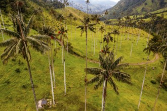 Wax palms largest palms in the world, Cocora valley, Unesco site coffee cultural landscape,