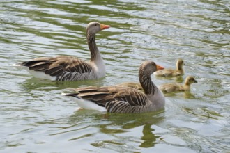 Two greylag geese (Anser anser) with chicks on Lake Vienenburg, Vienenburg, Goslar, Harz, Lower