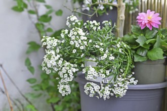 Potted 'Lobularia Snow Princess' plant with small white flowers