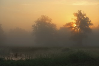 Backlit foggy atmosphere in the morning at an oxbow lake, Middle Elbe Biosphere Reserve,