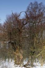 Deadwood oak, secondary habitat for beetles and woodpeckers, Middle Elbe Biosphere Reserve,