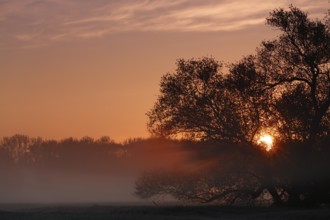 Foggy atmosphere with backlight in the morning, Middle Elbe Biosphere Reserve, Saxony-Anhalt,