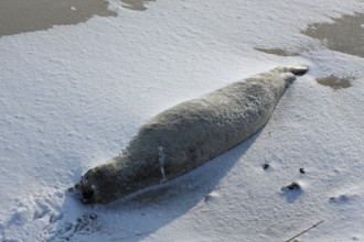 Common harbor seal (Phoca vitulina), found dead on the beach, dead animal blown in the snow, Lower