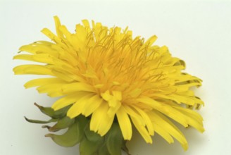 Common dandelion (Taraxacum) Ruderalia, Taraxacum officinale, medicinal plant, the most important