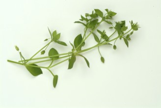 Greater stitchwort (Stellaria holostea), Rabelera holostea, also Common Chickweed, medicinal plant