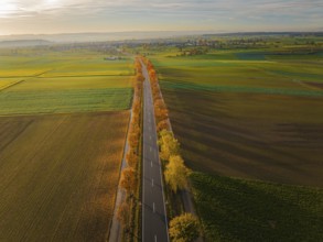 Aerial view of an avenue at sunrise in autumn, Herrenberg, Germany, Europe